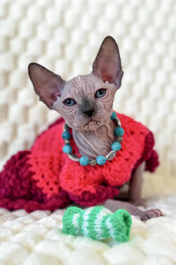 Nicole | canadian sphynx kitten