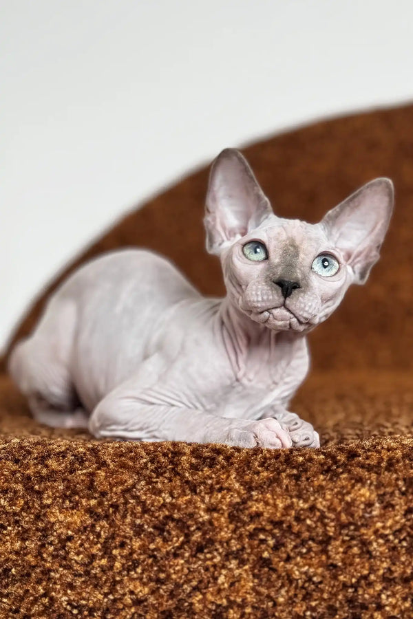 Nicole | canadian sphynx kitten