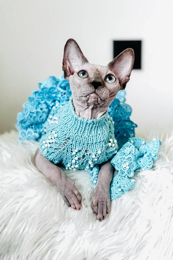 Nicole | canadian sphynx kitten