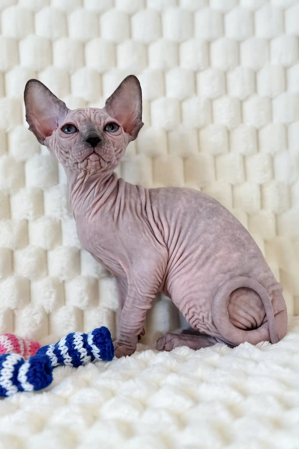 Nicole | canadian sphynx kitten