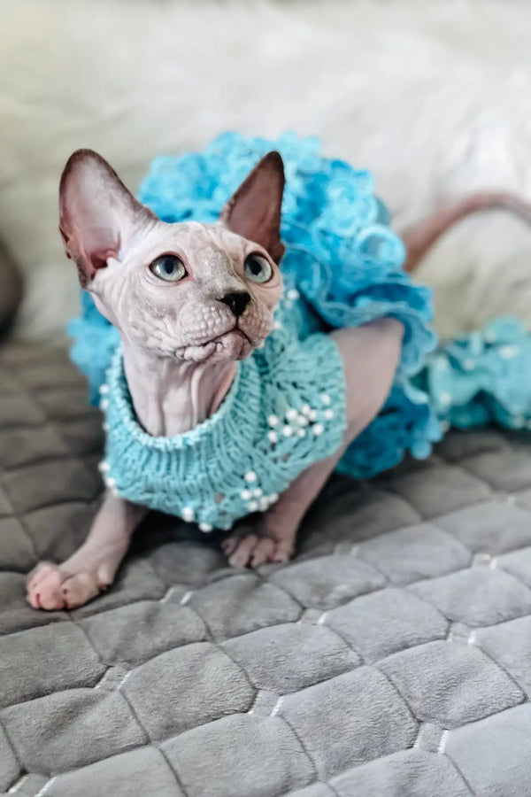 Nicole | canadian sphynx kitten