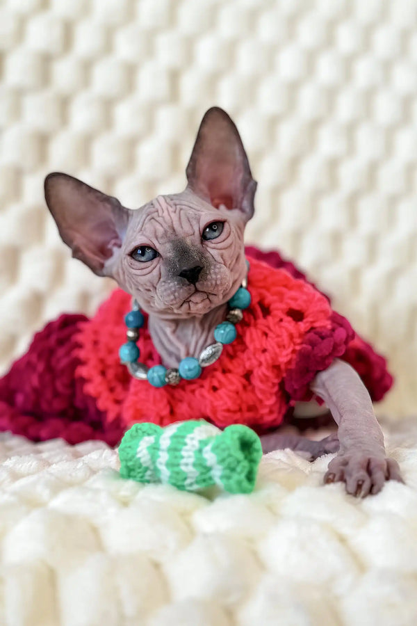 Nicole | canadian sphynx kitten