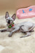 Hairless Sphynx kitten Nicole rocking a vibrant collar necklace, super cute!