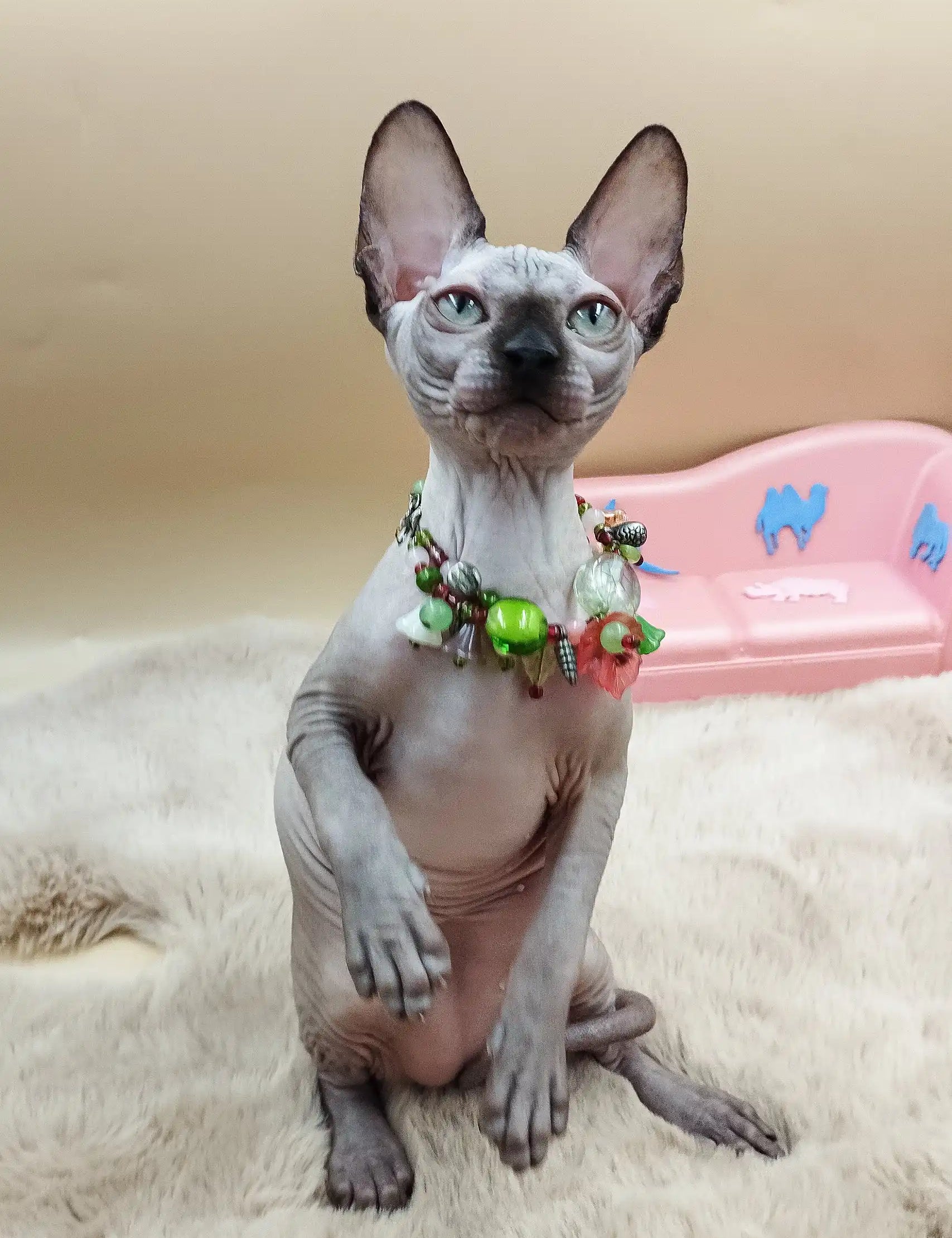 Cute Hairless Sphynx cat in a floral collar from Nicole Sphynx Kitten collection