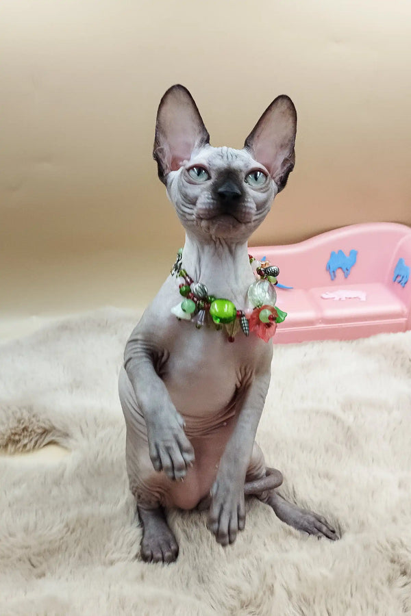 Cute Hairless Sphynx cat in a floral collar from Nicole Sphynx Kitten collection