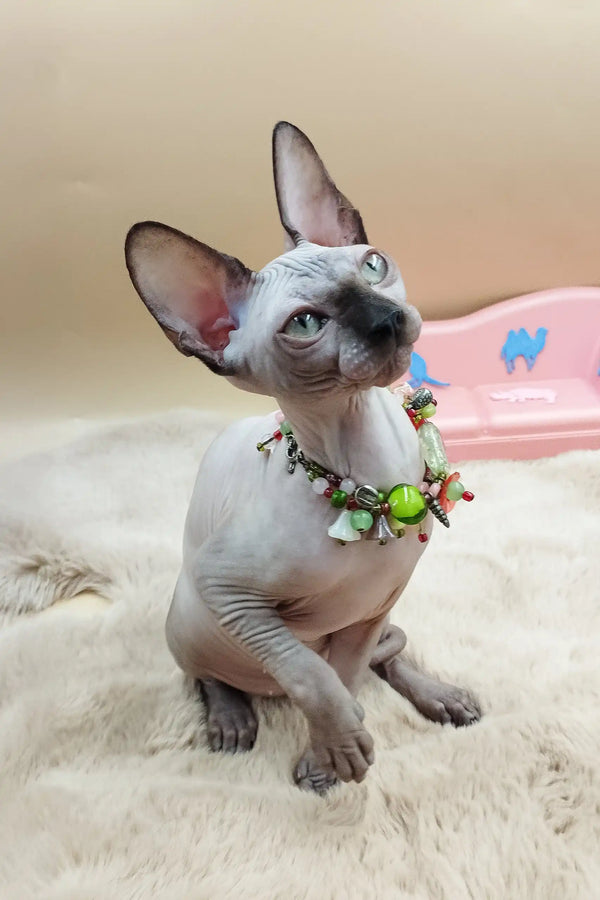 Hairless Sphynx kitten named Nicole rocking a cute floral collar