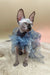 Sphynx cat in a cute blue tulle collar from the Nicole Sphynx Kitten collection