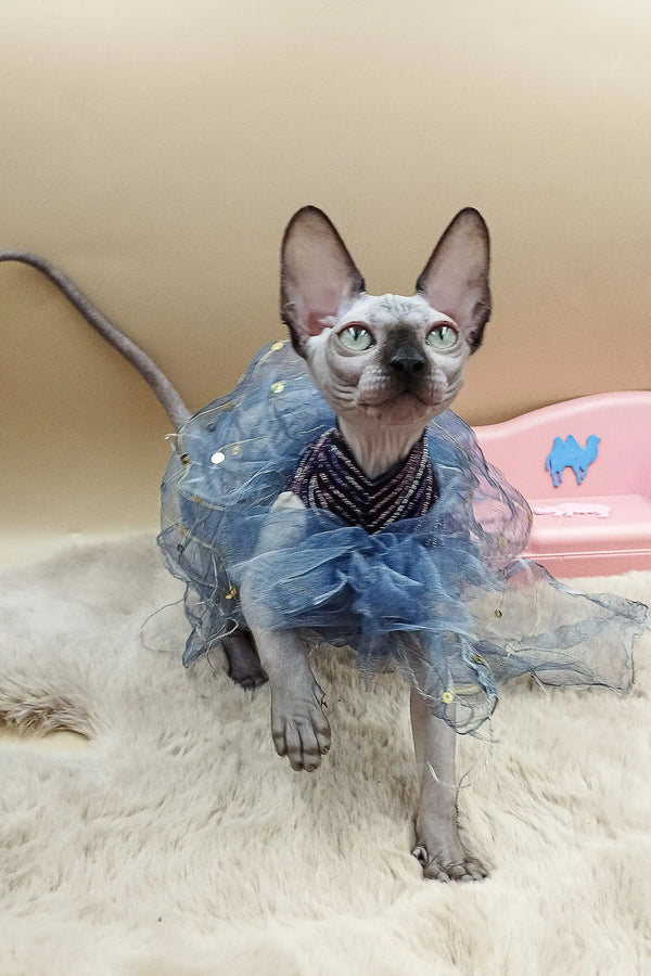 Sphynx cat in cute frilly blue tutu dress from Nicole Sphynx Kitten collection