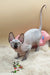 Adorable Sphynx cat, tail up, rocking a cute pink outfit in Nicole | Sphynx Kitten