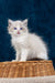 Fluffy white Ragdoll kitten named Nicolette with stunning blue eyes