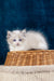 Cute fluffy white Ragdoll kitten named Nicolette with stunning blue eyes