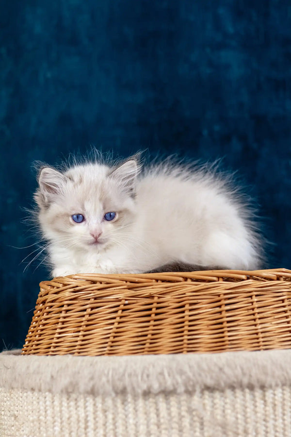 Cute fluffy white Ragdoll kitten named Nicolette with stunning blue eyes