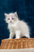 Fluffy Ragdoll kitten named Nicolette with stunning blue eyes and white fur