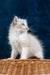 Fluffy white Ragdoll kitten named Nicolette with stunning blue eyes