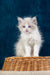 Fluffy white Ragdoll kitten Nicolette with stunning blue eyes