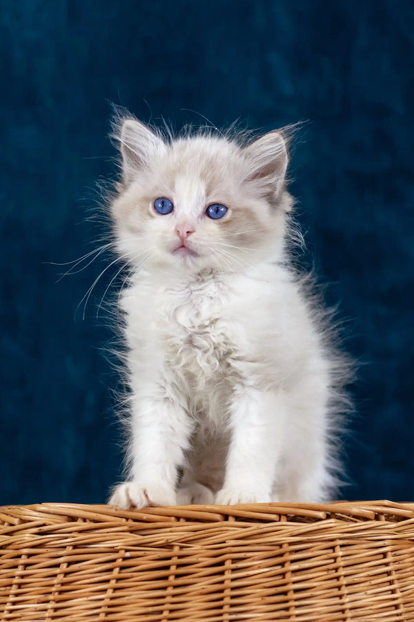 Fluffy white Ragdoll kitten named Nicolette with striking blue eyes