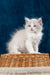 Fluffy white Ragdoll kitten Nicolette with adorable blue eyes