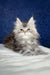 Fluffy gray Maine Coon kitten Nifertiti looking adorable and playful