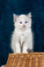 Fluffy white Ragdoll kitten with stunning blue eyes in Nifty product display