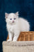 Fluffy white Ragdoll kitten with blue eyes featured in Nifty product