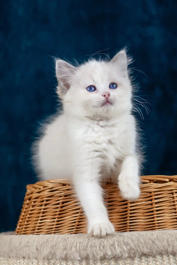 Fluffy white Ragdoll kitten with blue eyes from Nifty product line