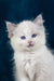 Fluffy white Ragdoll kitten with blue eyes in Nifty product showcase