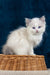 Fluffy white Ragdoll kitten with blue eyes from Nifty, super cute and playful