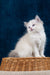 Fluffy white Ragdoll kitten with stunning blue eyes in Nifty product display