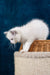 White Ragdoll kitten playing on a scratching post in Nifty product setup