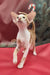 Cute Oriental Shorthair kitten named Nigel, ready for adoption and love