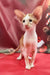 Orange and white Oriental Shorthair cat named Nigel, a playful kitten companion