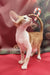 Orange and white Oriental Shorthair cat named Nigel, the adorable kitten