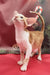 Orange and white Oriental Shorthair cat named Nigel in cute product display