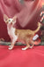 Orange and white Oriental Shorthair cat named Nigel, a playful kitten