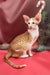 Orange and white Oriental Shorthair kitten named Nigel with big ears