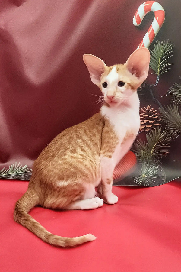 Orange and white Oriental Shorthair kitten named Nigel with big ears