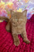 Night | british shorthair kitten