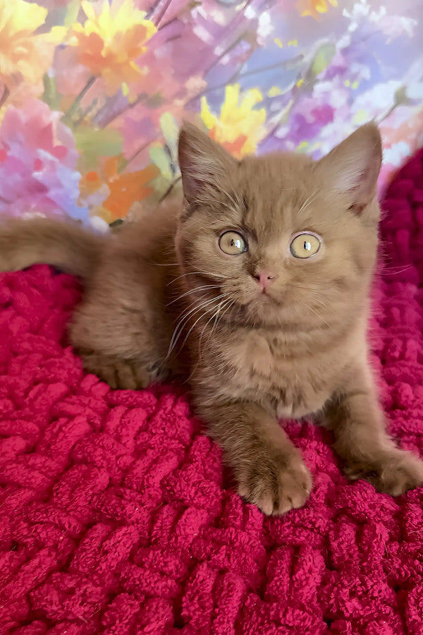 Night | british shorthair kitten