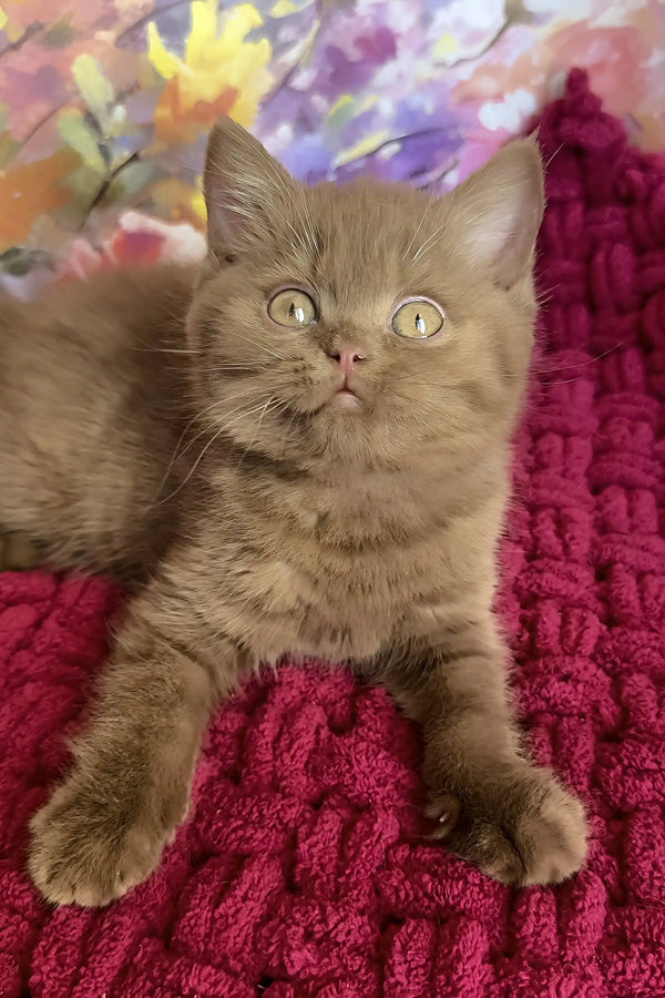 Night | british shorthair kitten