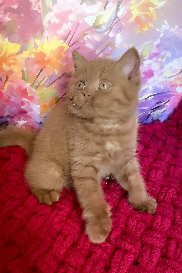 Night | british shorthair kitten