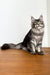 Long-haired tabby Maine Coon kitten named Night Fury chilling on wooden floor