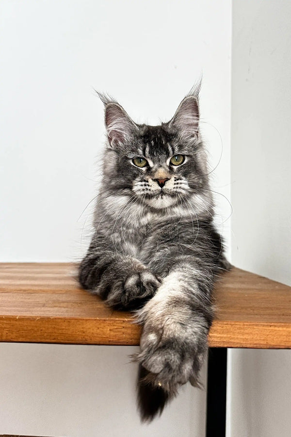 Maine Coon kitten named Night Fury with long fur and ear tufts on wooden surface