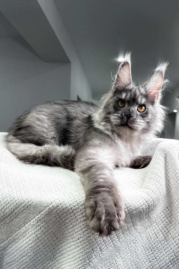 Night | maine coon kitten