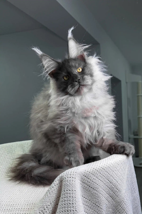 Nighthawk | maine coon kitten