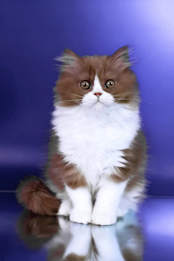 Nika | british longhair kitten