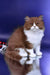 Nika | british longhair kitten