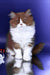 Nika | british longhair kitten