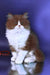 Nika | british longhair kitten