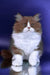 Nika | british longhair kitten