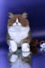 Nika | british longhair kitten